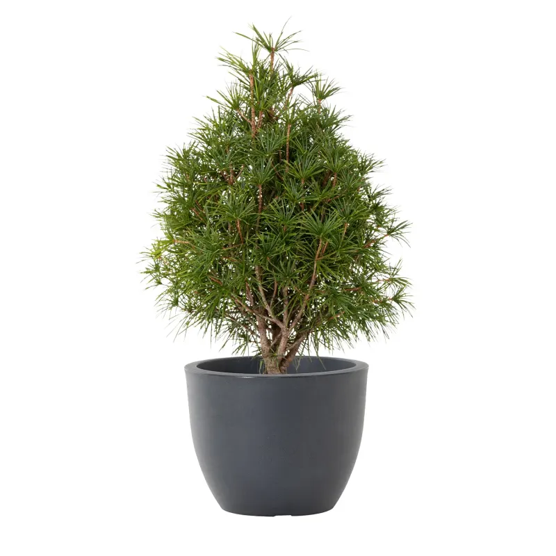 Siena Garden Bristol Blumentopf 50% Rabatt mit kostenlosem Versand