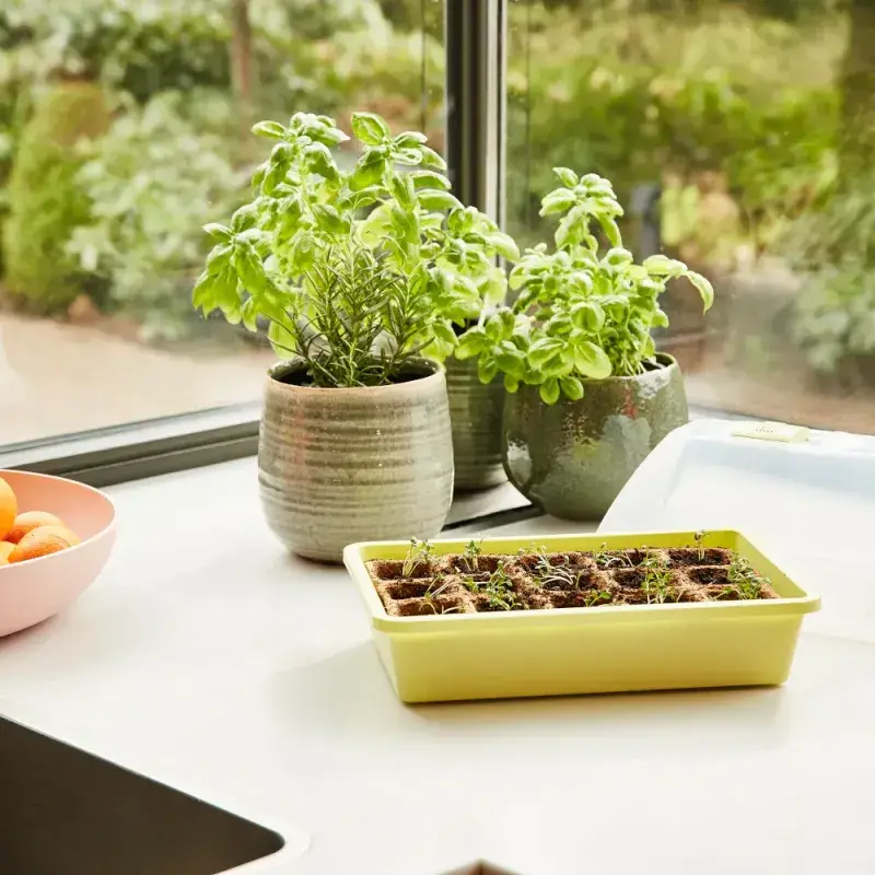 Siena Garden Zimmergewächshaus Midi-Grow Große Rabatte