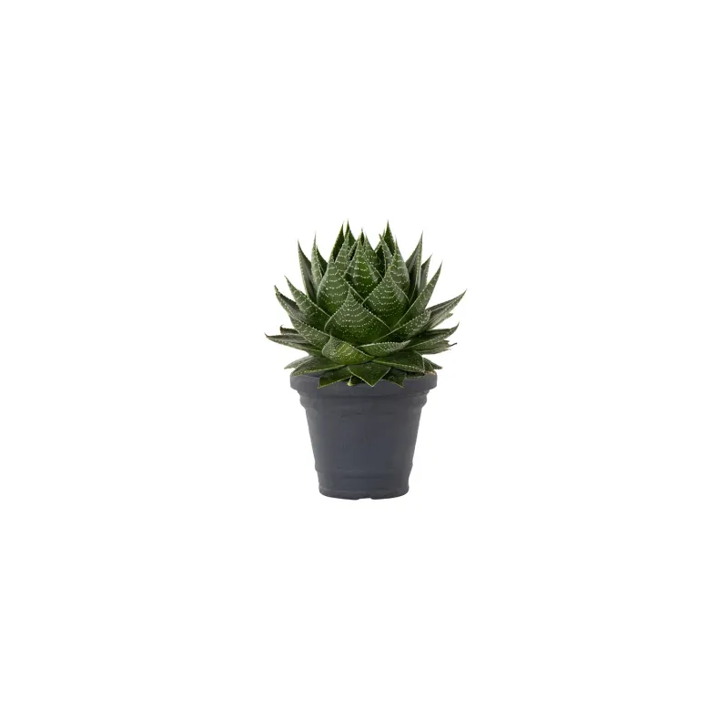 Siena Garden Amalia Blumentopf Blitzangebot