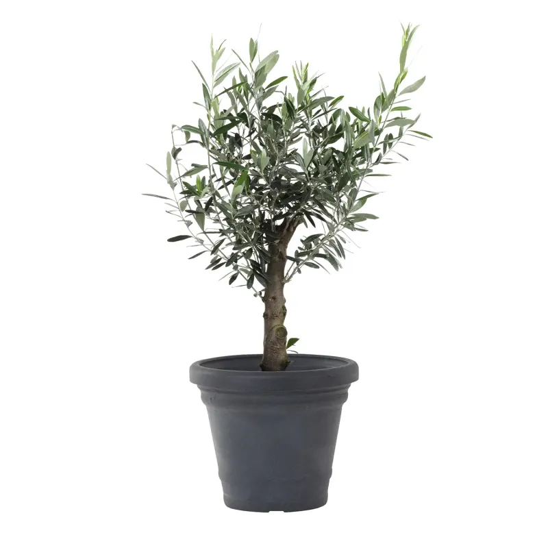 Siena Garden Amalia Pflanzkübel Bestseller