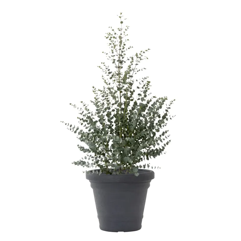 Siena Garden Amalia Pflanzkübel Räumungsverkauf